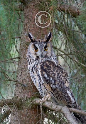 Long-eared Owl